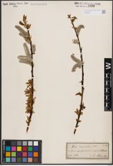 Foto von Salix daphnoides Vill.